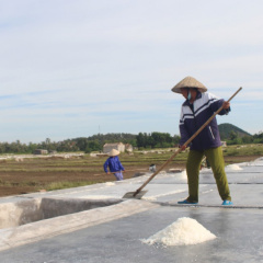 Giá muối thu mua tăng, diêm dân Nghệ An bám nắng sản xuất